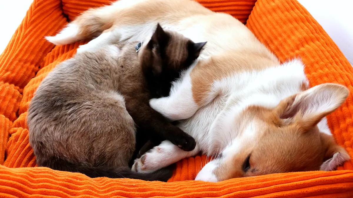 A siamese cat and corgi sharing a bed at their pet sitter's home